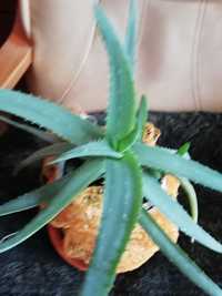 Aloes roślina doniczkowa