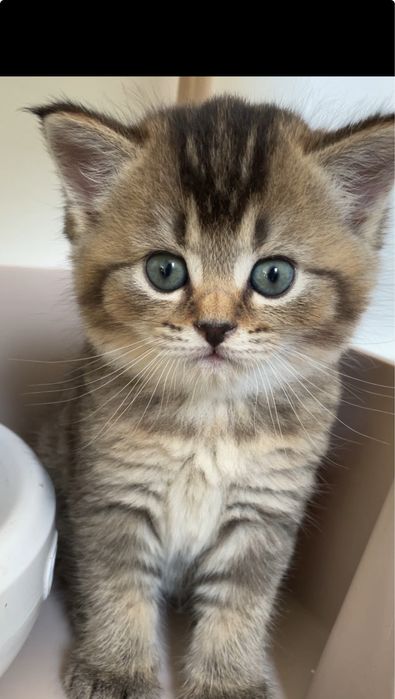 Котенок шоколадный черно золотая шиншилла с прививками, девочка