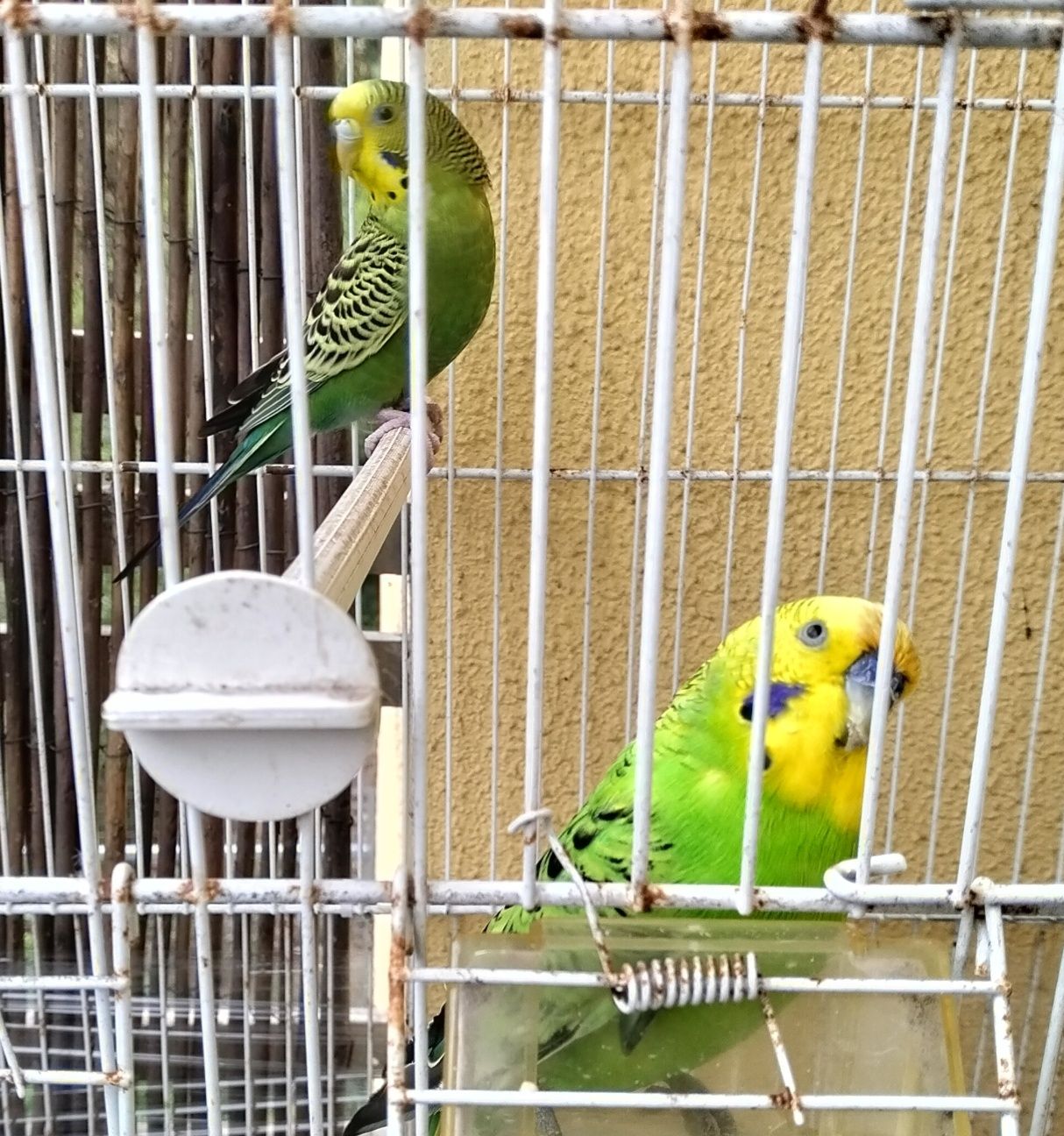 Promoção Vendo casal com viveiro