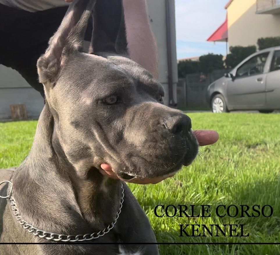 Cane Corso Suczka Wzorowa