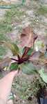 philodendron sunlight