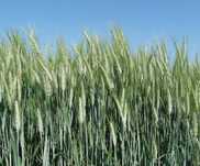 Triticale - Cerificado para Agricultura Biológica