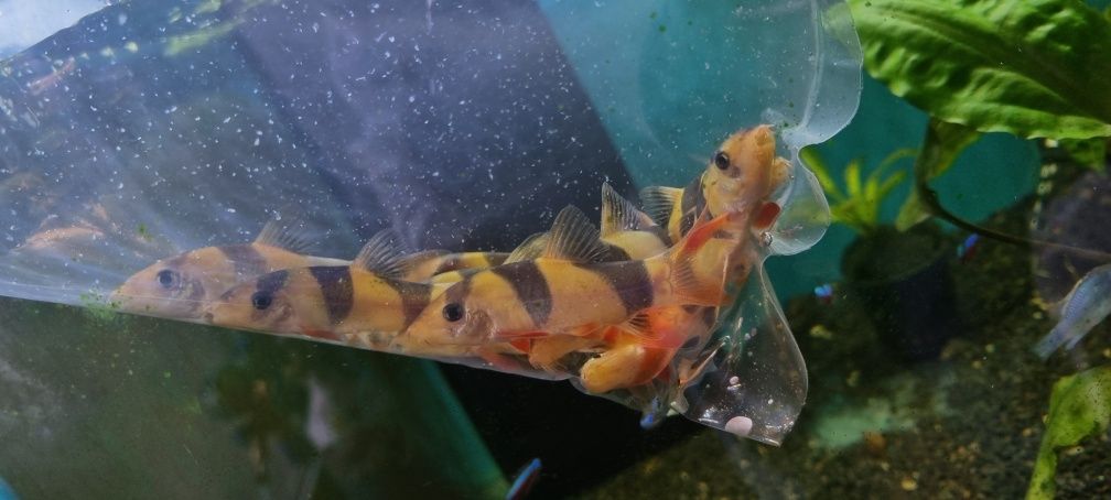 Bocja wspaniała (Chromobotia macracanthus) – 5 cm