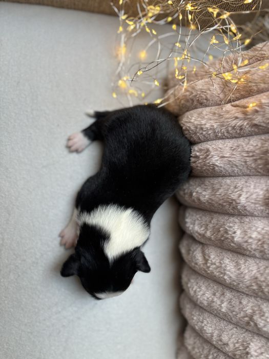 Szczeniak border collie czarno-biały (z bad. genetycznymi i rodowodem)
