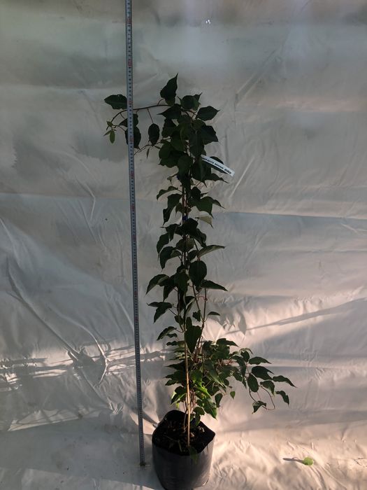 Актинідія в горщику