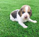 Beagle Tricolor Puro