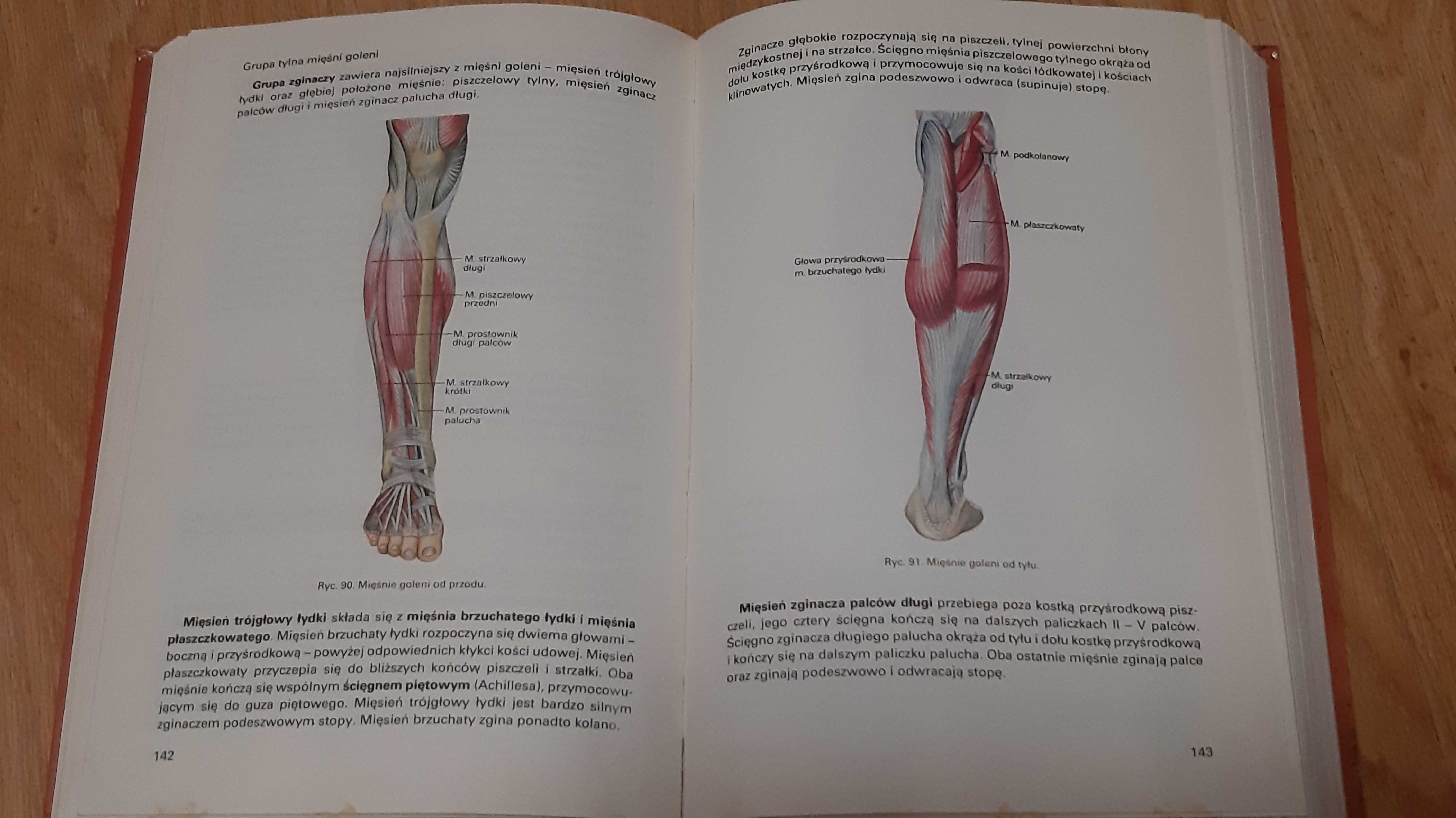 Anatomia i fizjologia człowieka Michajlik Ramotowski Sylwanowicz