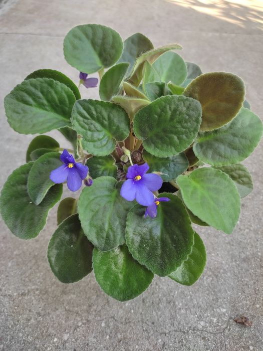 Сингониум,фиалки