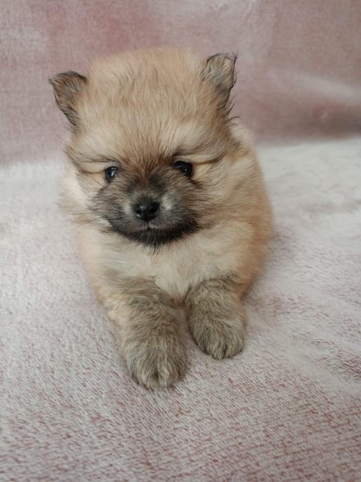 Szpic miniaturowy  śliczny piesek