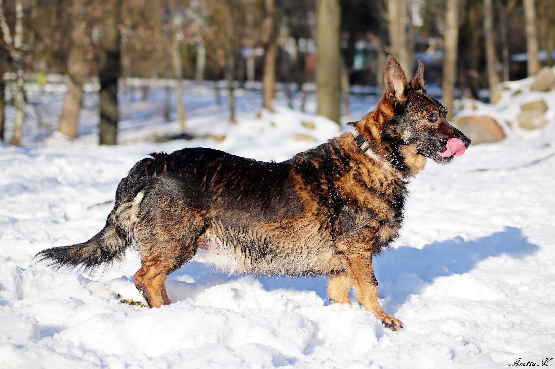 Kochana urocza mała Maja do adopcji!