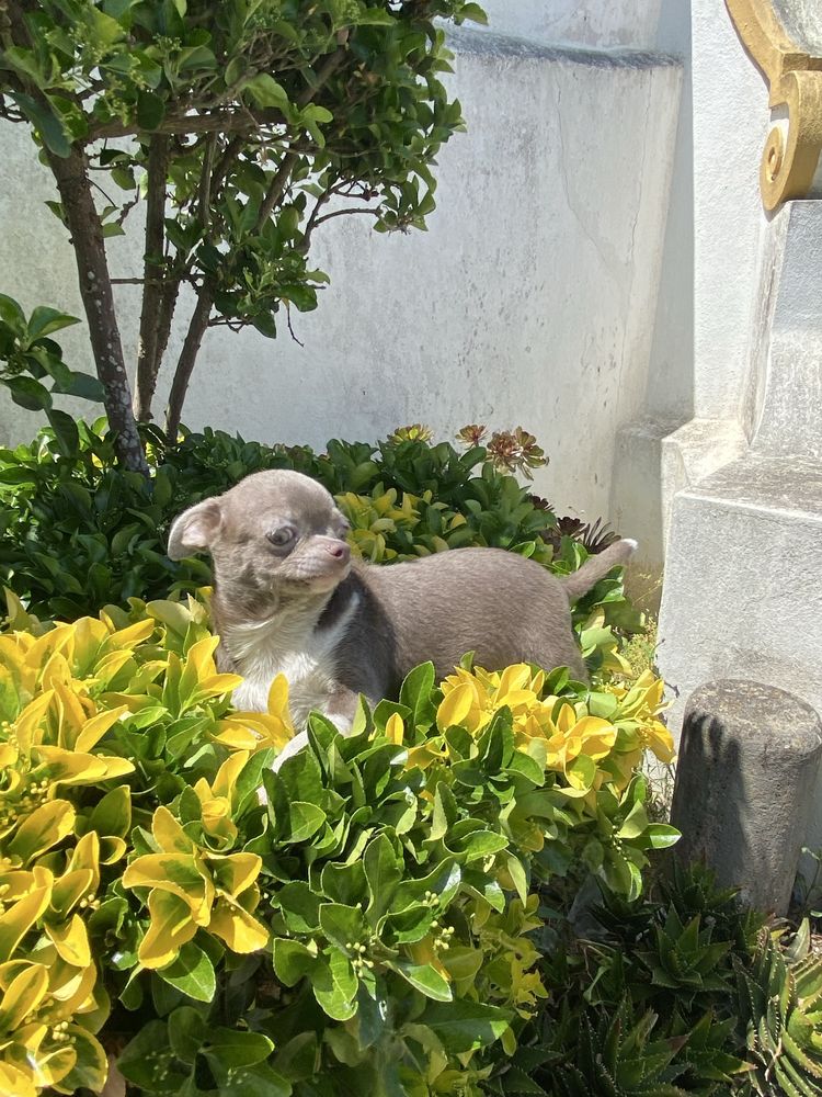 Chihuahua. macho super top