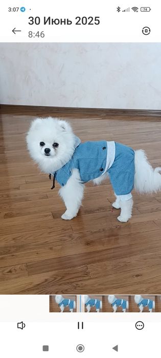 Одежда для животных