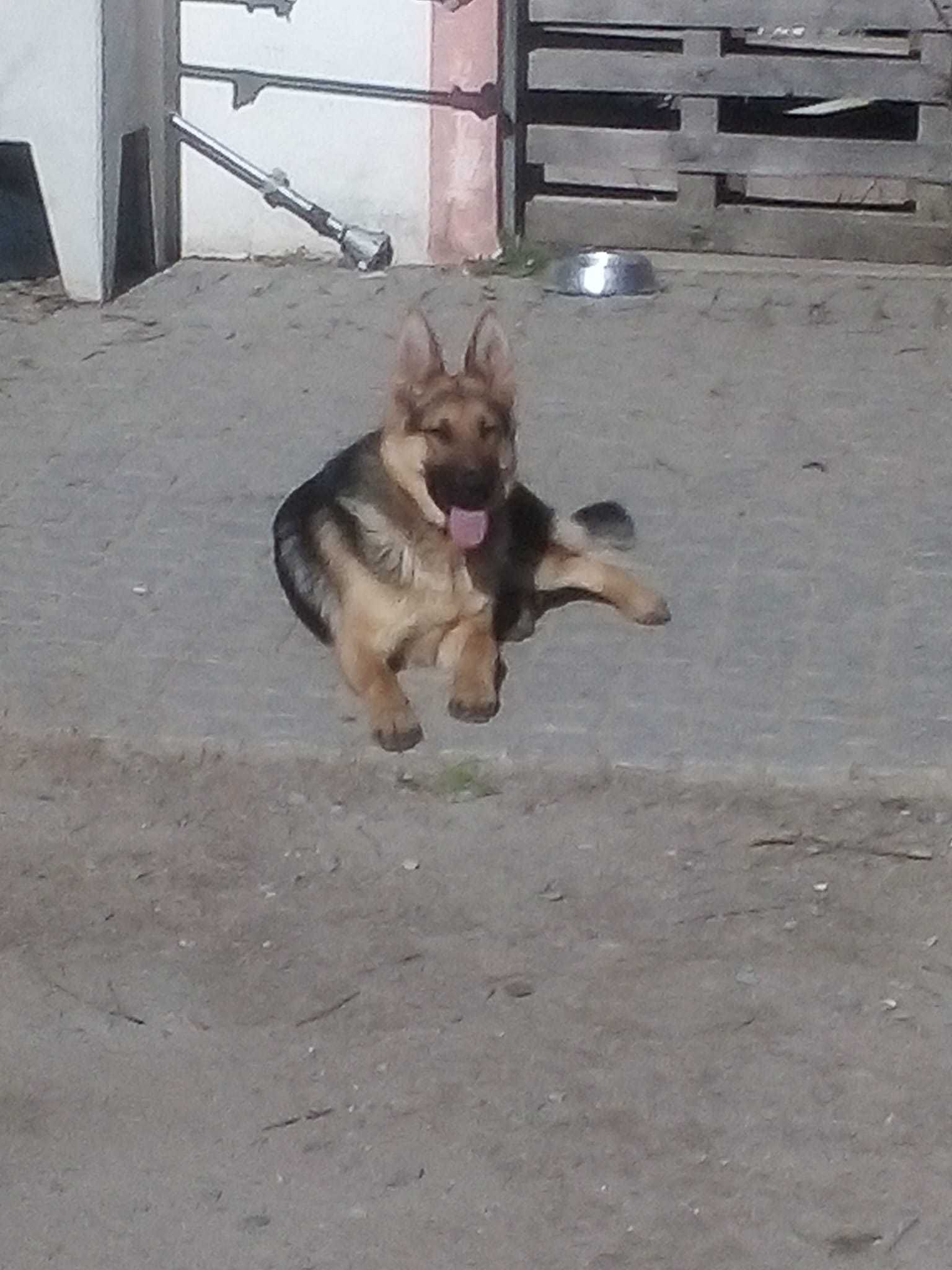 Cadela Para adopção responsável.
