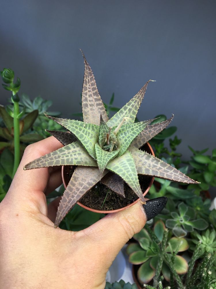 Haworthia tesselata