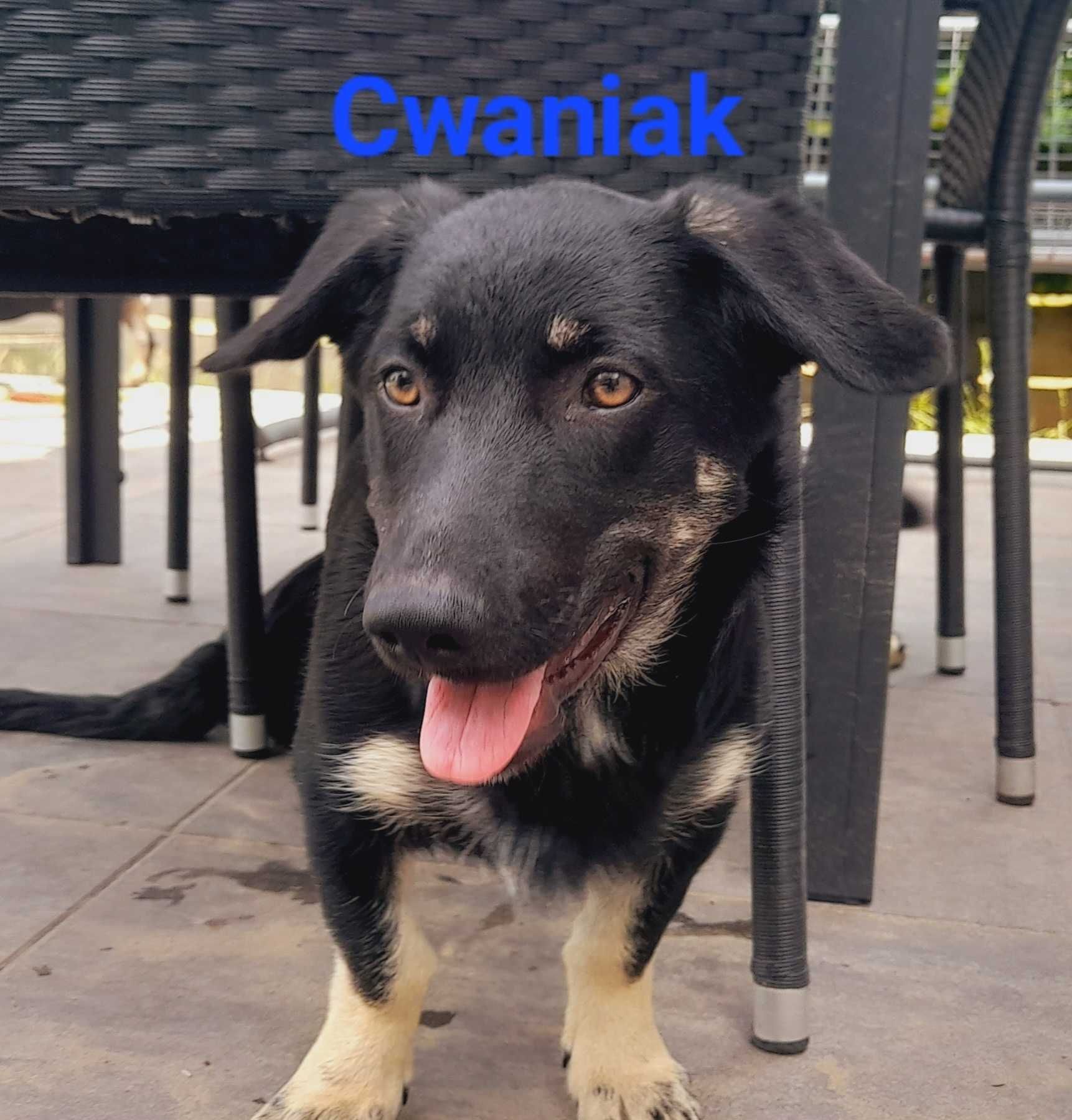 Cwaniak szuka swojego domu