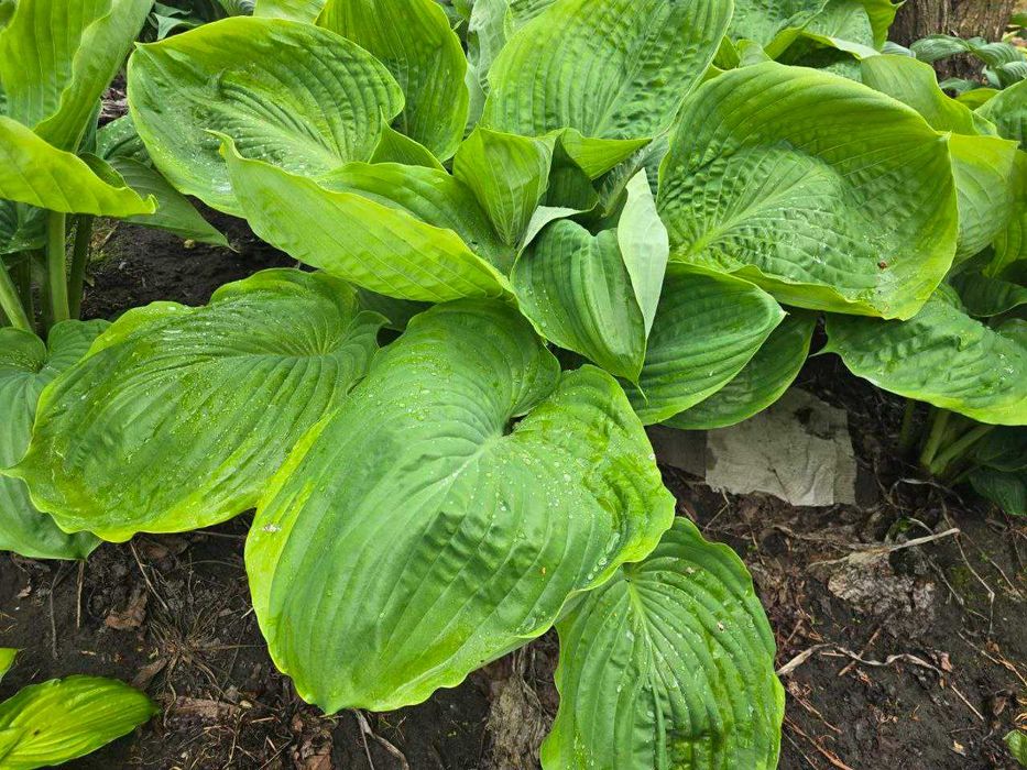 Хоста великого розміру