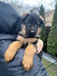 Цуценята німецької вівчарки