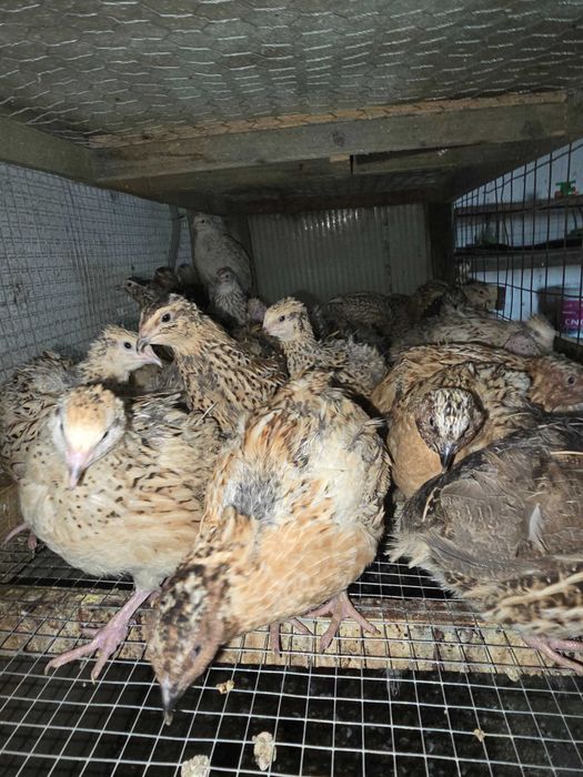 Ovos de codornizes gigante várias cores