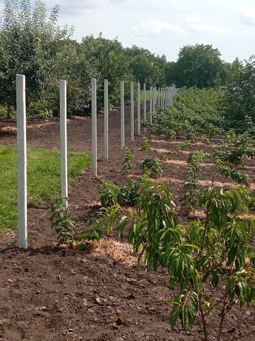 Роблю ями, отвори під стовпчики, дерева