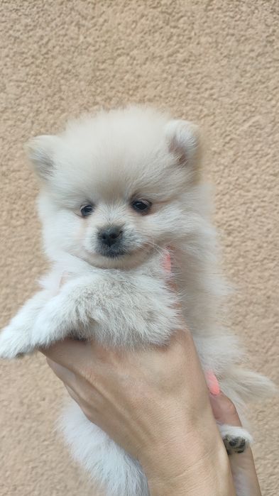 Szpic miniaturowy pomeranian