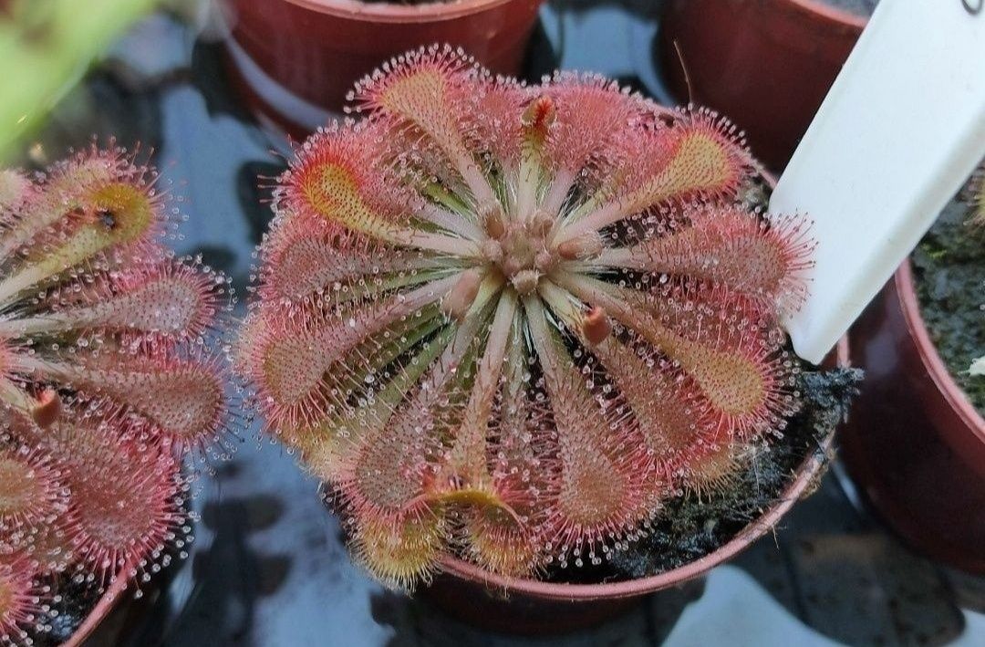 Mega zestaw nasion rosiczek Drosera spatulata communis All red