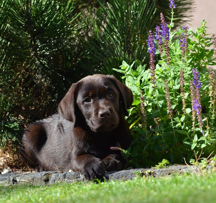 Szczenię Labrador retriever