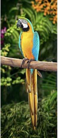 Сине -желтый ара
