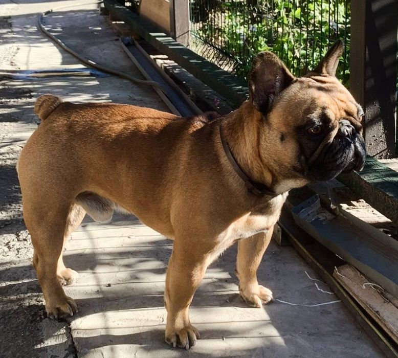 Французский бульдог вязка