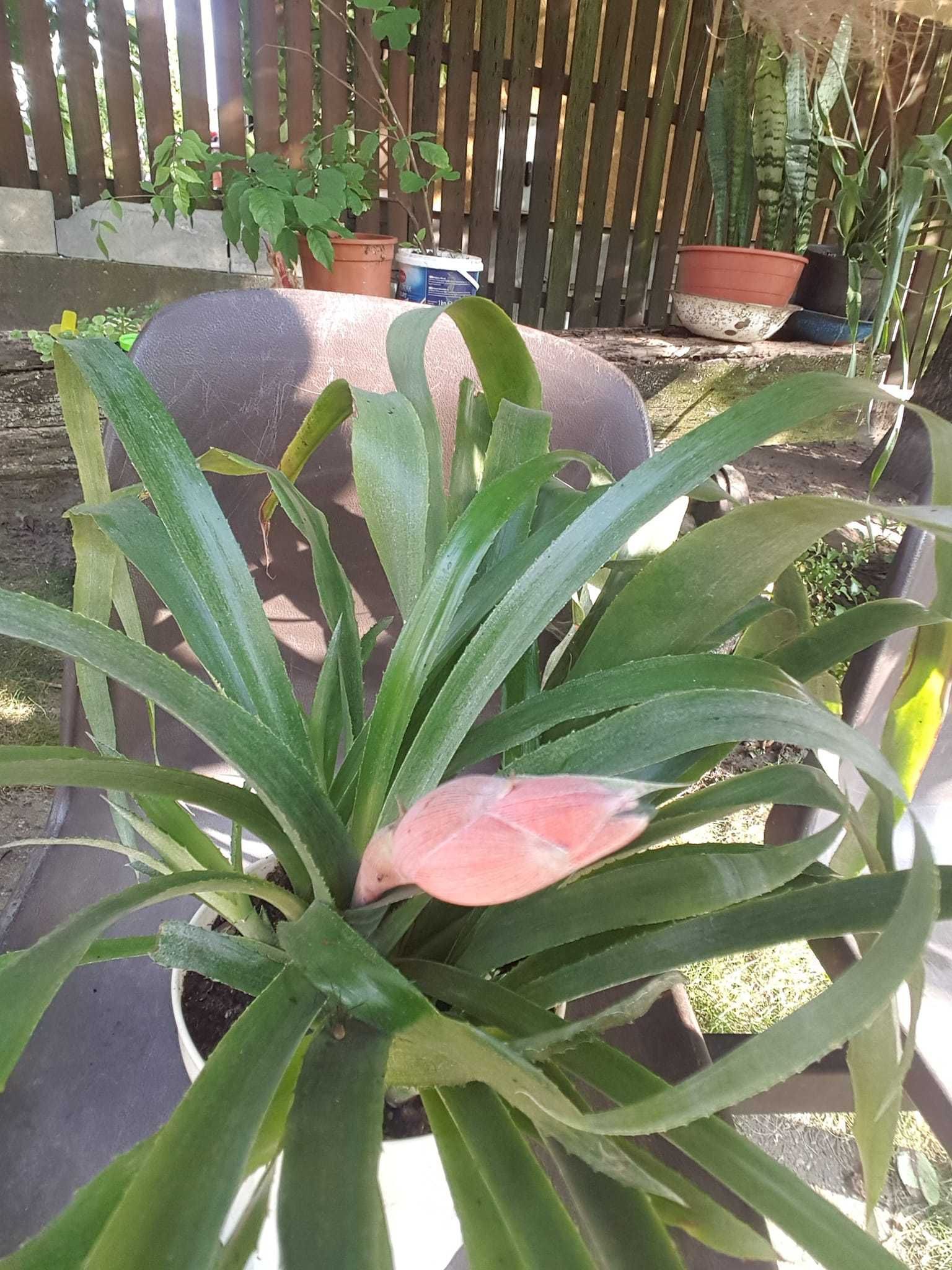 kwiaty doniczkowe bilbergia zawisła