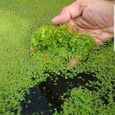 Lagos koi - Planta filtrante