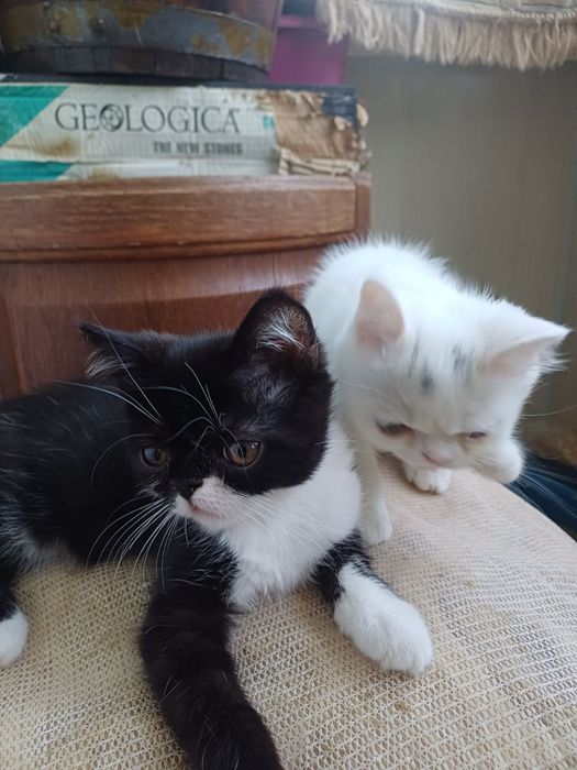 Котенята єкзоти хлопці.