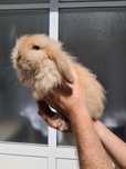 Coelhinhos Teddy Widder