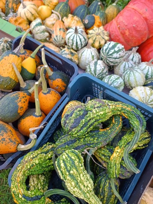 Dynie ozdobne i jadalne