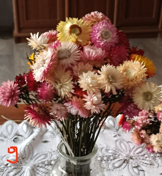 Suszone bukiety kocanki