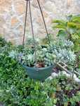 Planta natural, suculenta