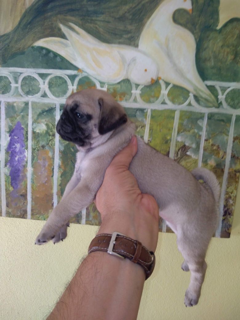 Pug Carlin Sublime