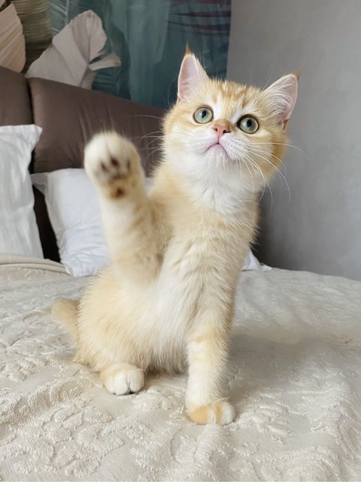 Яскраві представники шотладського золота