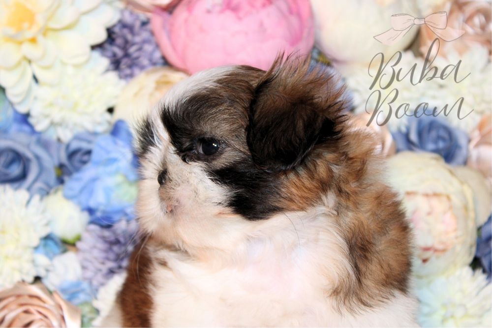 Rodowodowy Shihtzu gotowy do odbioru!