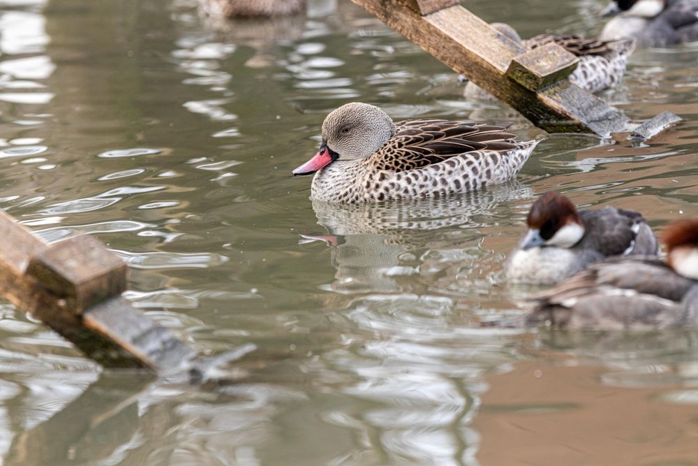 Kaczki ozdobne-CYRANECZKI PŁOWE pary i samce 2025