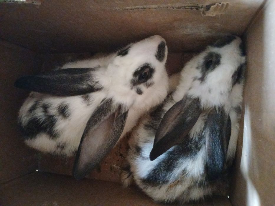 Casal de coelhos