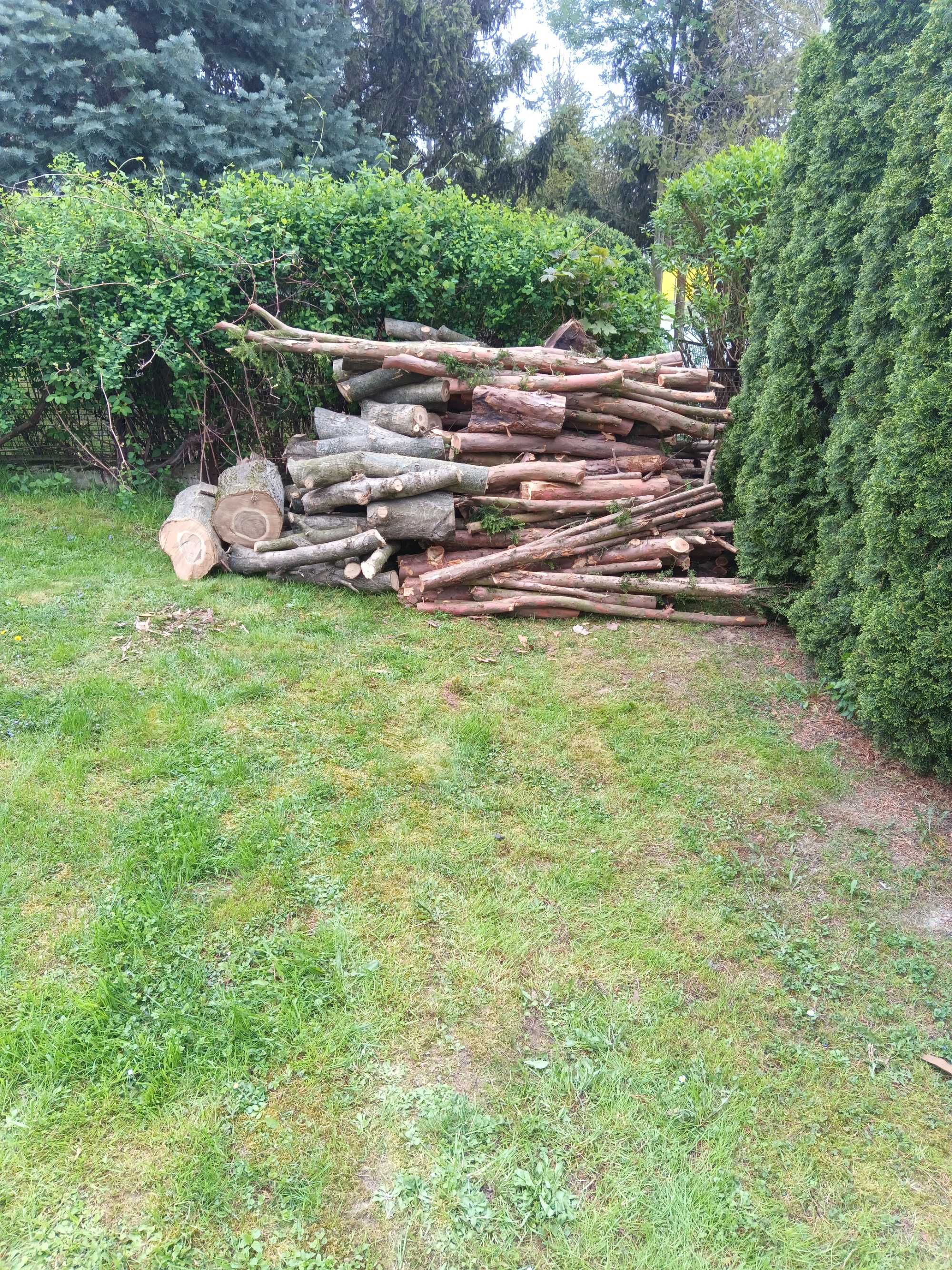 Drewno cisowe, różnej wielkości
