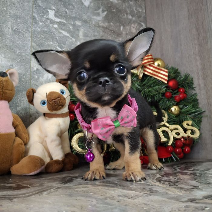 Продам щенки чихуахуа с родословной