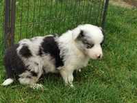 Border collie piesek blue merle