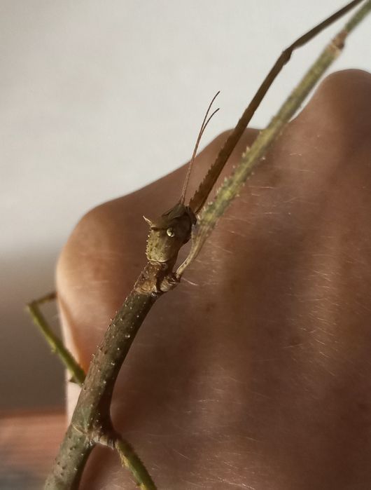 Яйця паличників.