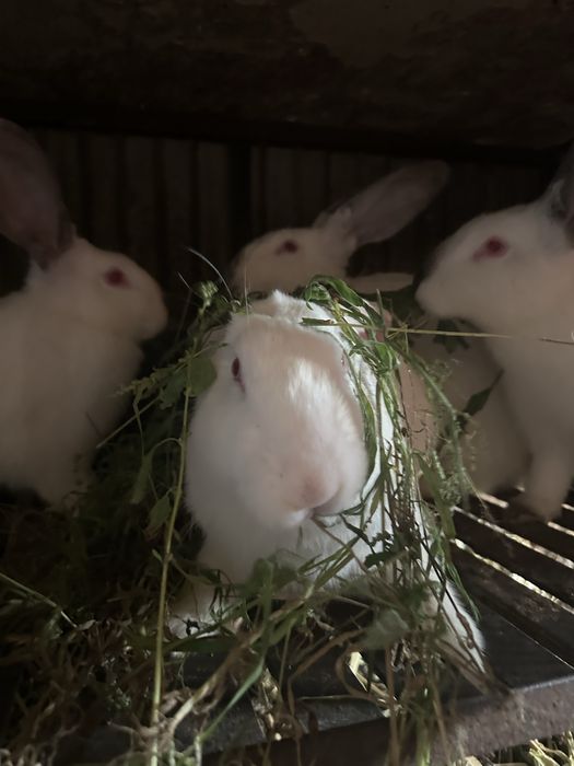 Продам кроликів різні ціни