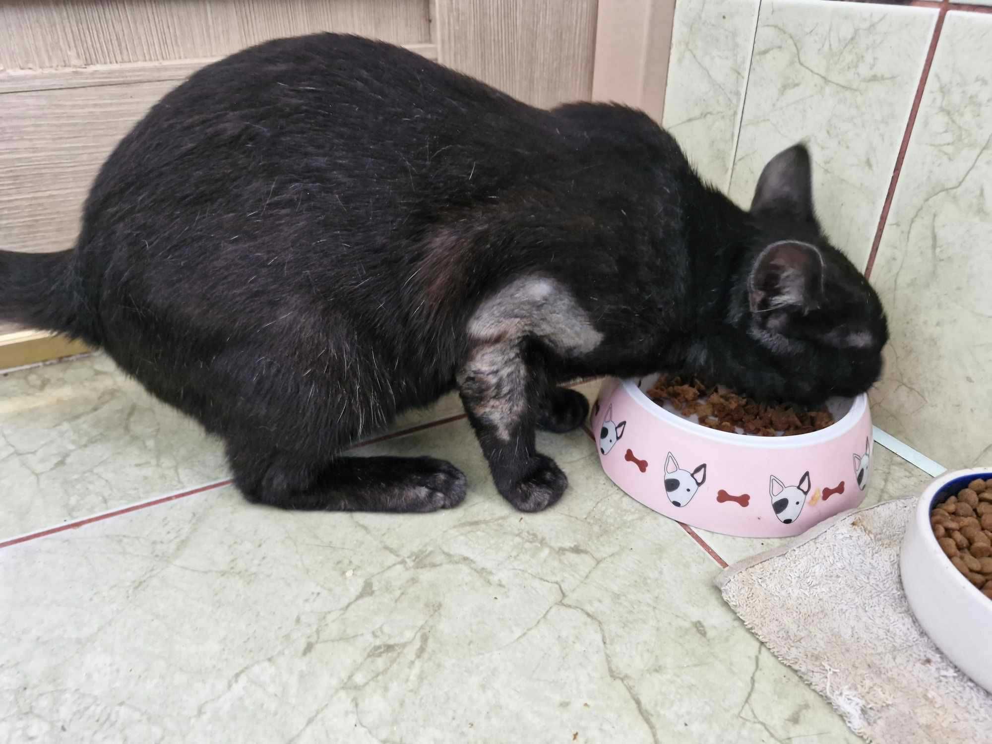 MIODZIK - dymny kotek do adopcji, piękny!