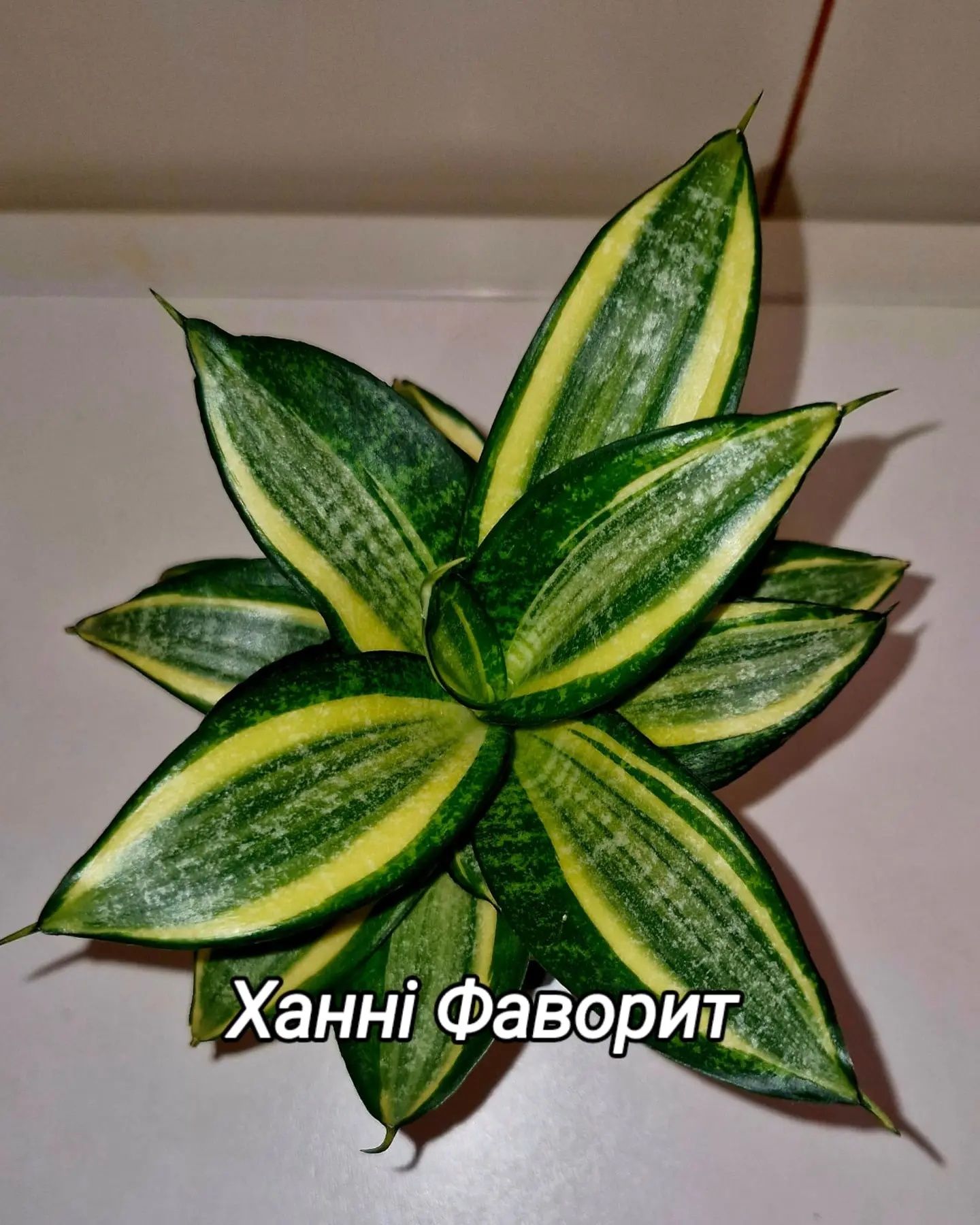 Сансевієрія різних сортів