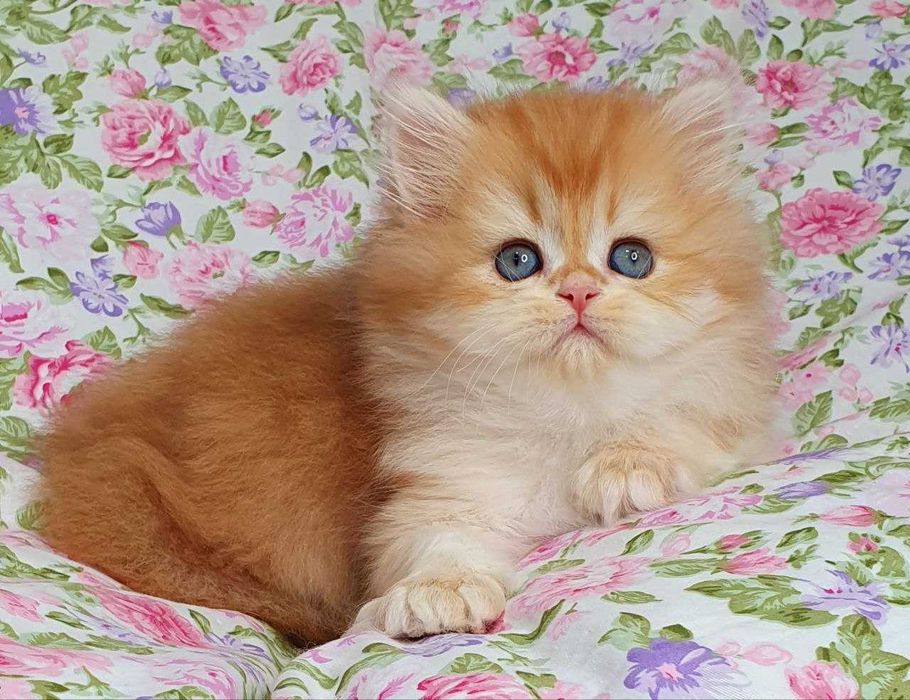 Золоті Британські довгошерсті хлопчик Круасан та Карамелька