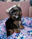 MINI Chłopaki York Yorkshire Terrier baby face chłopczyki do odbioru