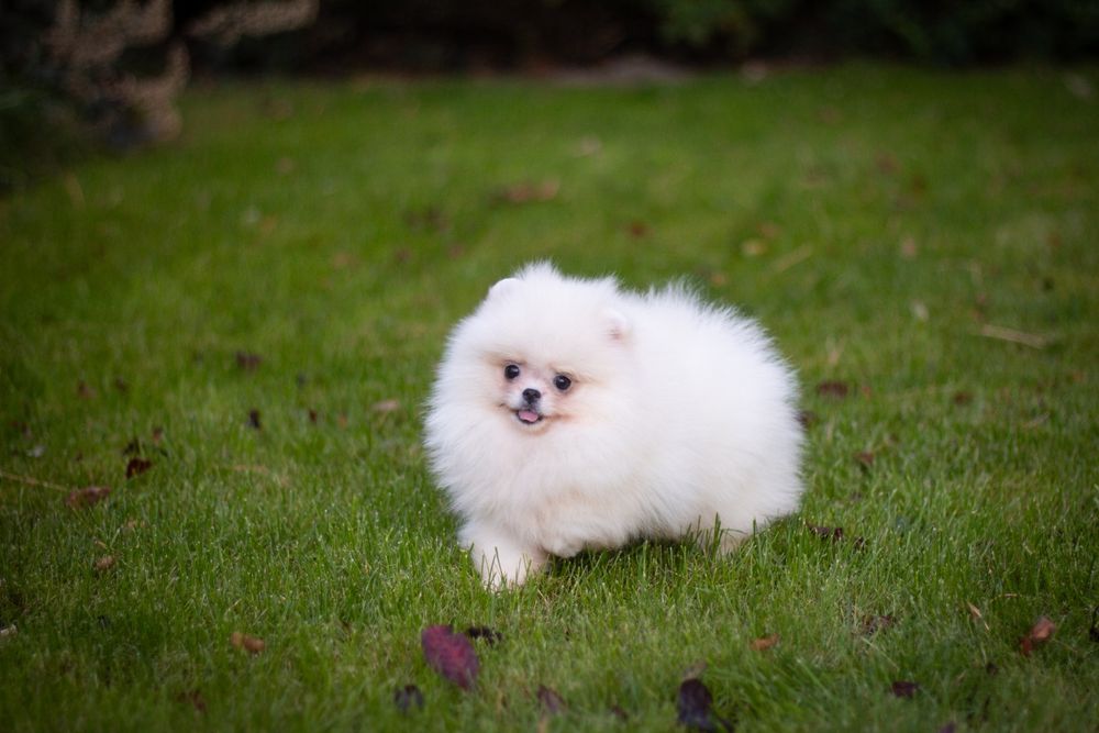 Pomeranian suczka biala FCI